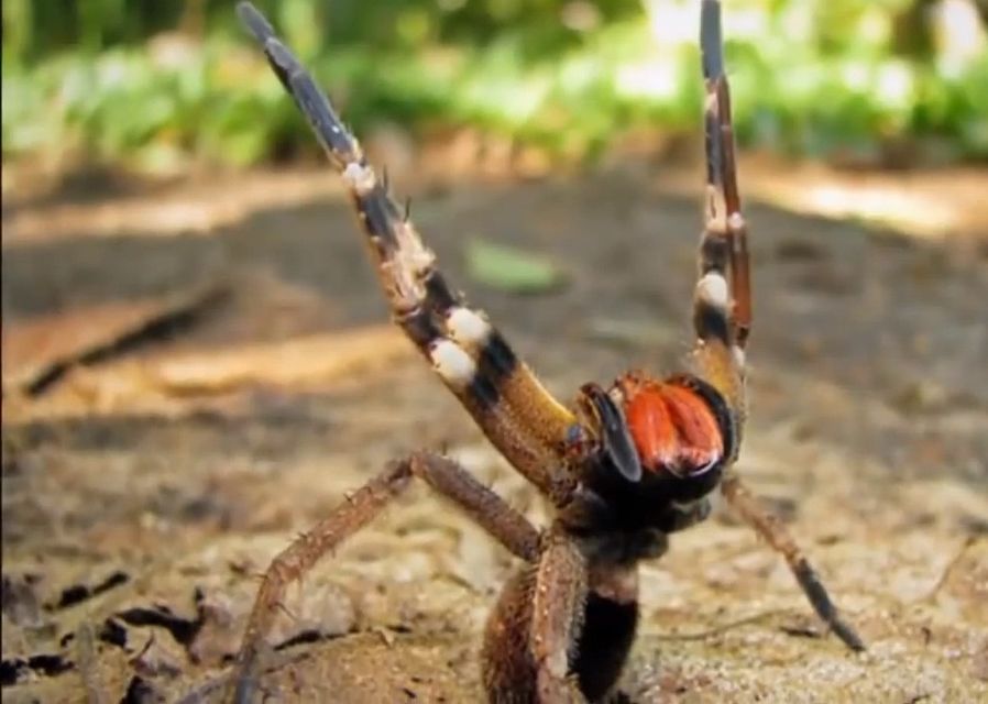 Pókméregből potencianövelő Mely pókok merevedést okoznak