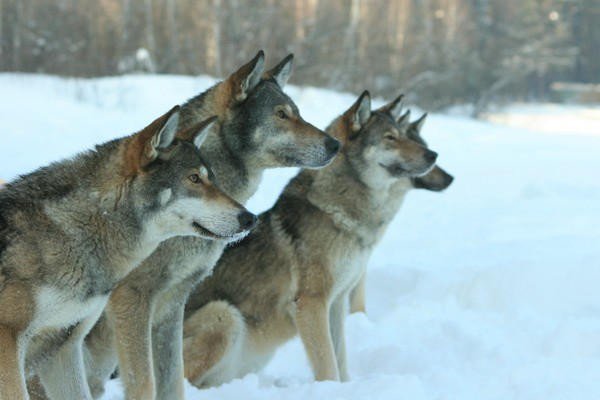 Volkosoby-wolf-dogs3-600x400