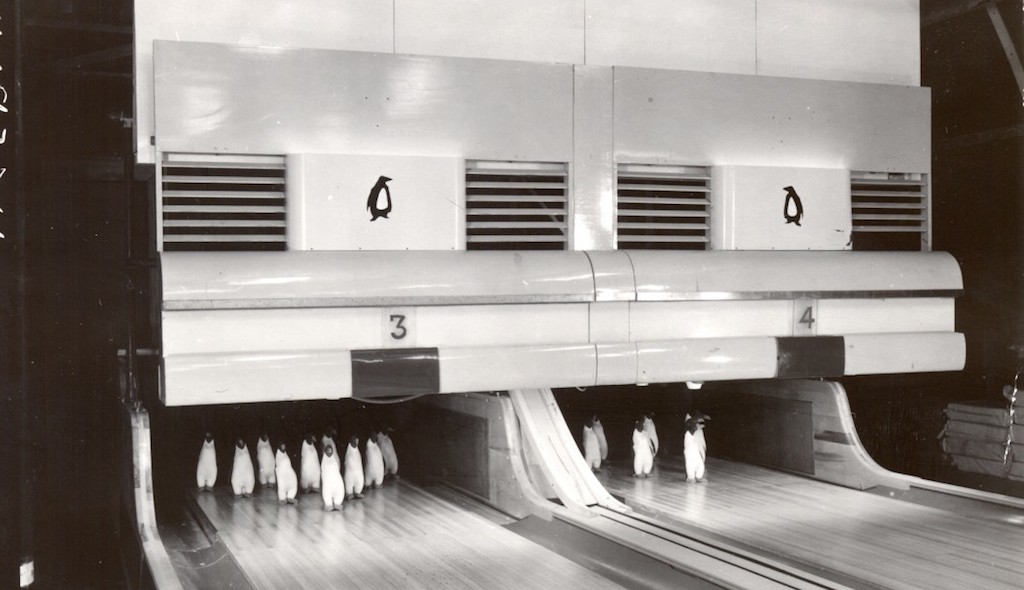 bowling-antartica-1057x820