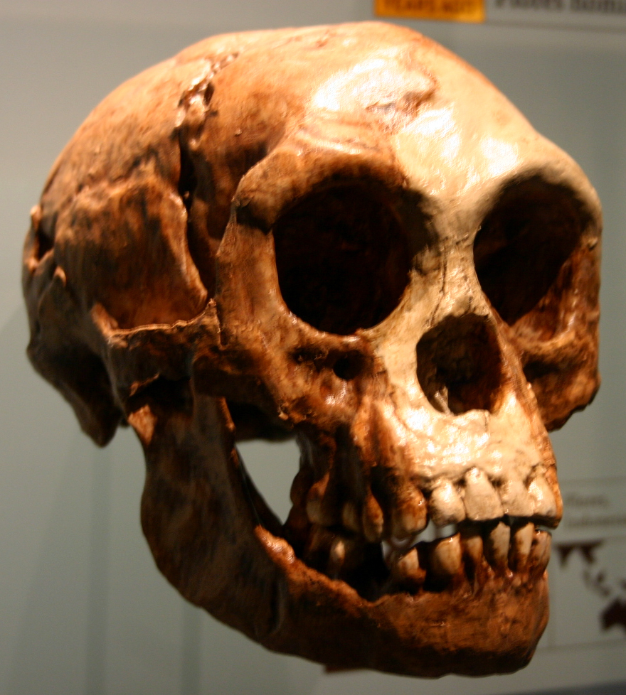 A Homo floresiensis koponyája Fotó: Wikipédia