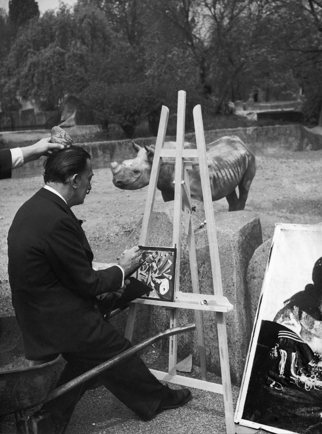 Salvador Dali Painting At The Vincennes Zoo In 1955