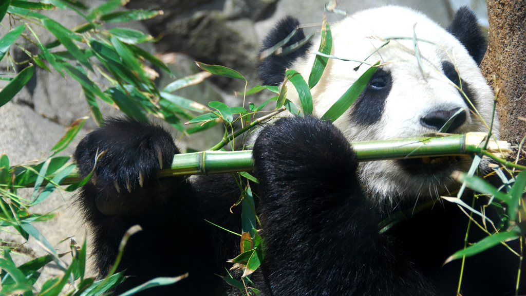 gorilla-panda-veszelyeztetett-fajok-2016-02