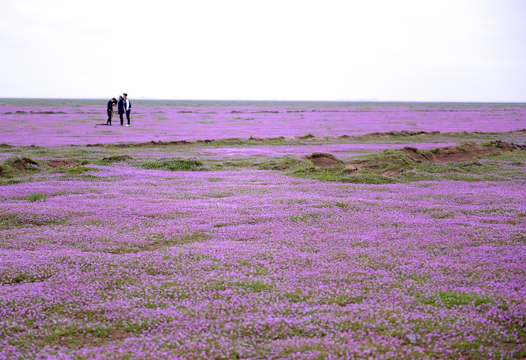 (161029) -- DUCHANG, Oct. 29, 2016 (Xinhua) -- Tourists visit the wet land near the Poyang Lake in Duchang County, east China's Jiangxi Province, Oct. 29, 2016. The lake bed were covered by flowers due to the low water level and high temperature. (Xinhua/Hu Chenhuan) (zkr)