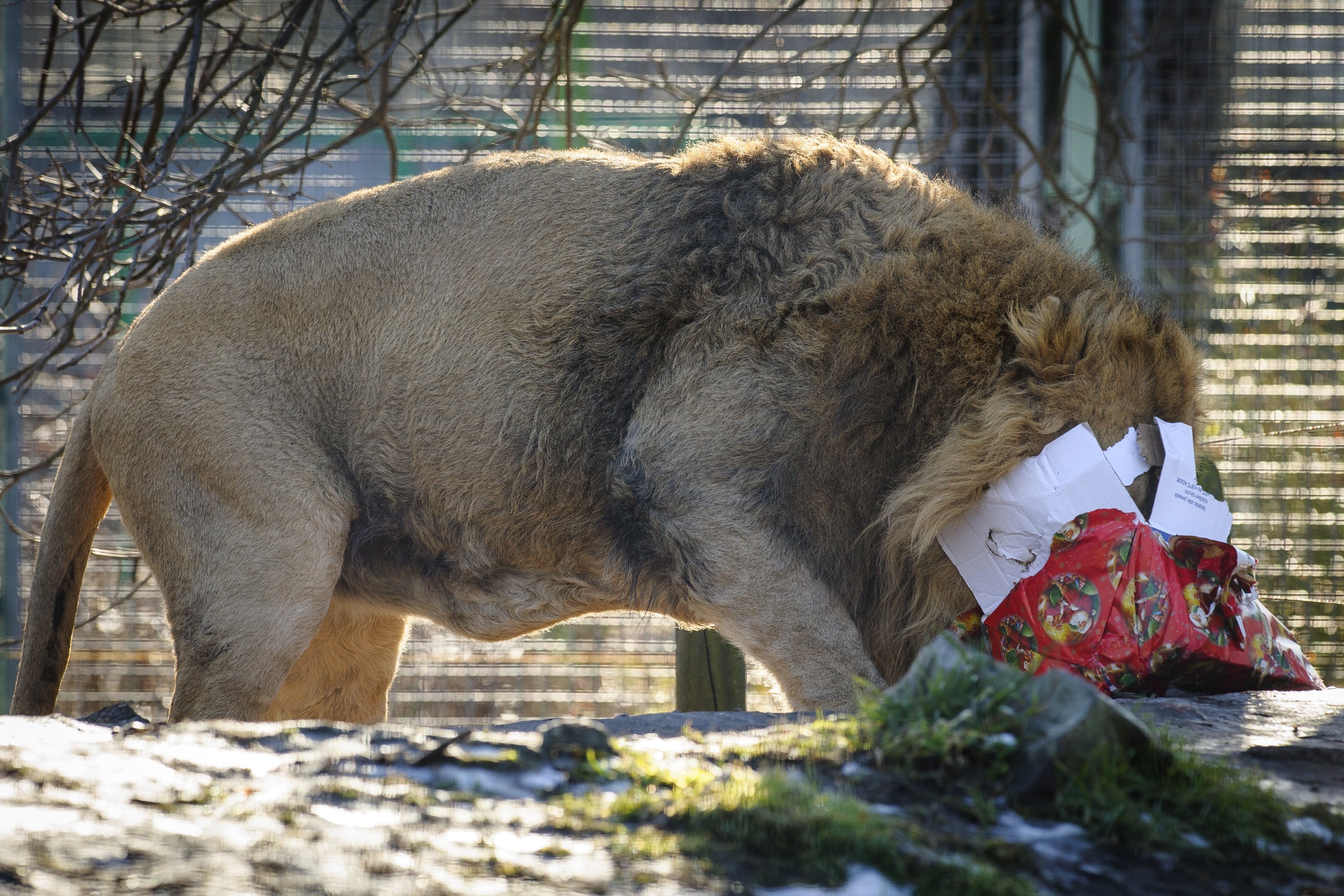 Debrecen, 2016. december 27. Egy ázsiai oroszlán (Panthera leo persica) a Debreceni Állat- és Növénykertben az állatok karácsonya elnevezésû rendezvényen 2016. december 27-én. MTI Fotó: Czeglédi Zsolt