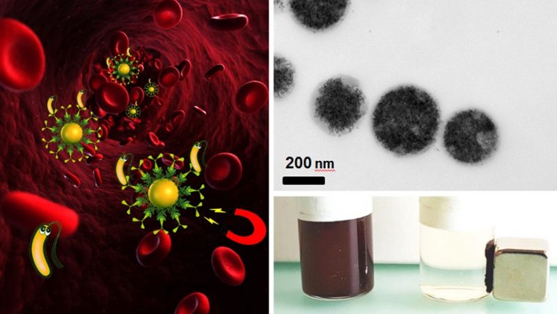 Balról: a baktériumok mágneses úton eltávolíthatóak a véráramból, Jobbra: bevont baktériumok, és a megtisztított folyadék