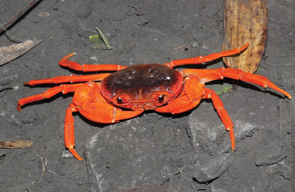 new-crab-species-yuebeipotamon-calciatile