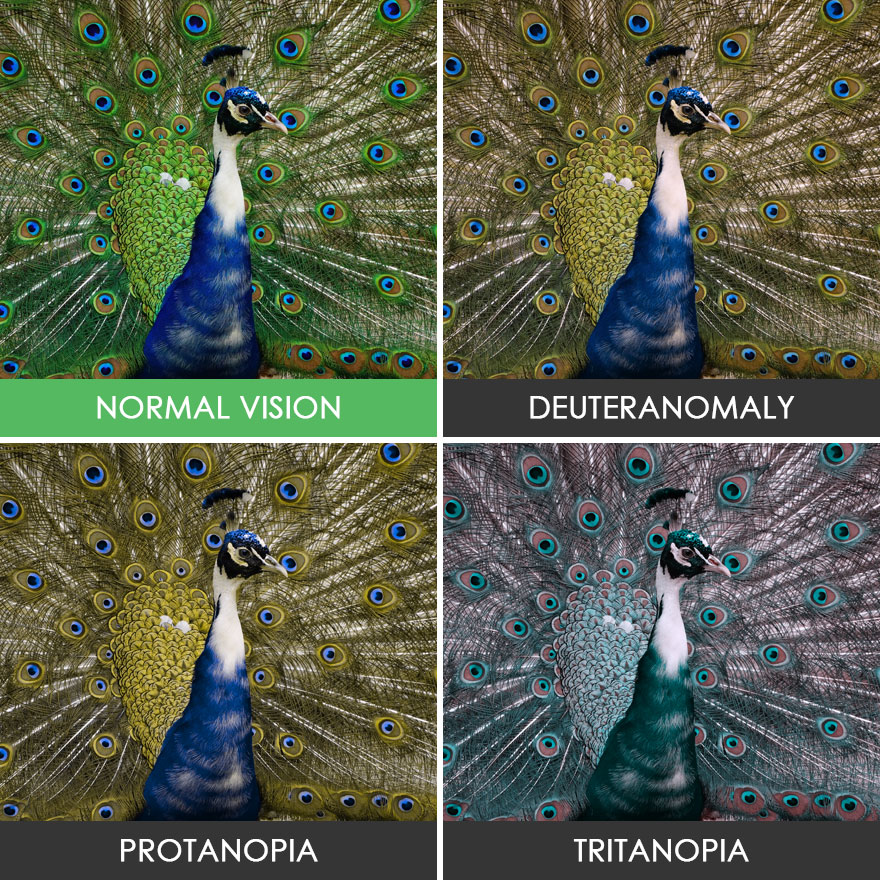 different-types-color-blindness-photos-50-588729830fc48__880