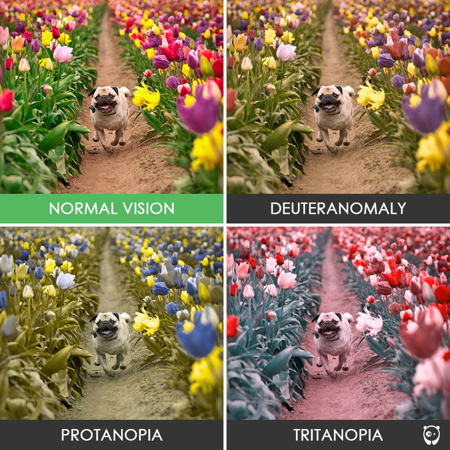 different-types-color-blindness-photos-69