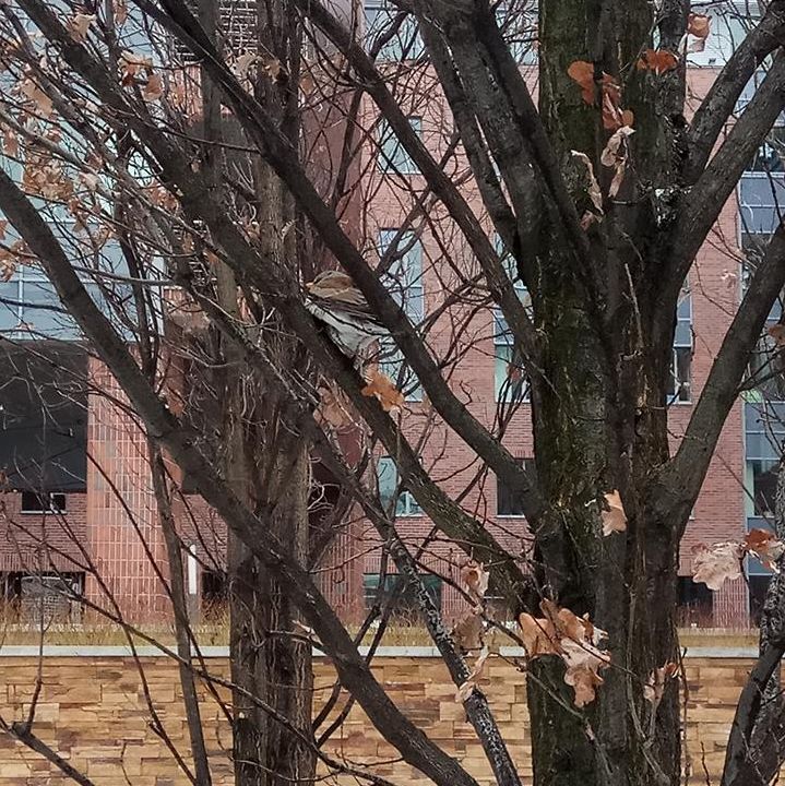 Sérült madár gubbaszt a fán (Forrás: Fióka és Madármentés)