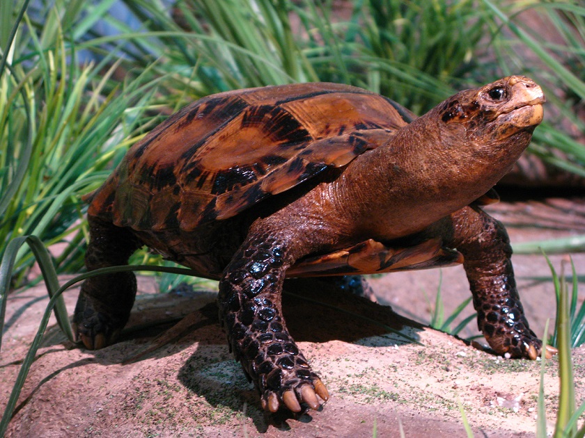 Hátsó-indiai teknős Kép: Wikipedia