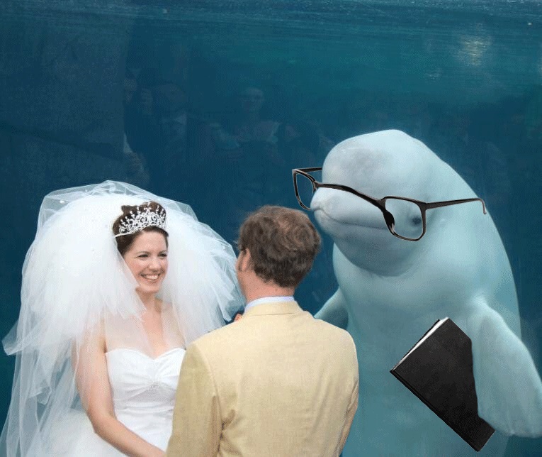 Már meg is van az év legviccesebb esküvői fotója – a bepofátlankodó fehér delfin jóvoltából 4