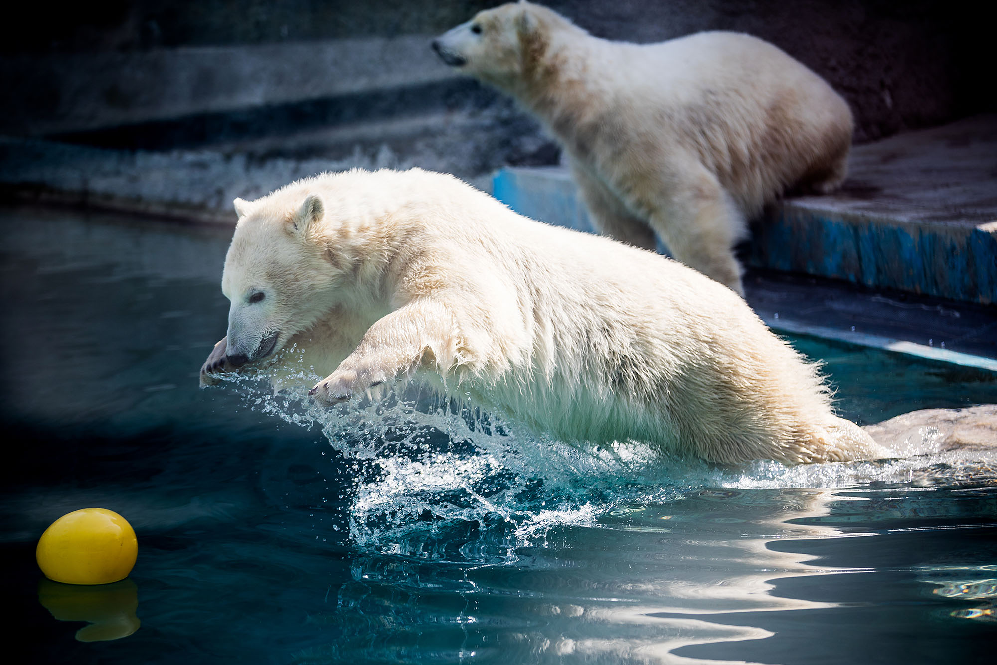 Összepuszilkodtak az Állatkert jegesmedvéi 3