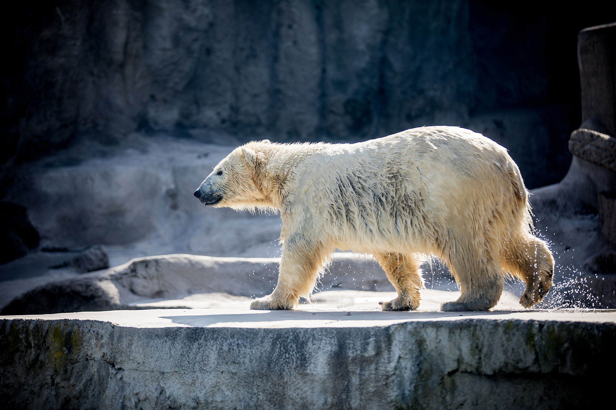 Összepuszilkodtak az Állatkert jegesmedvéi 1