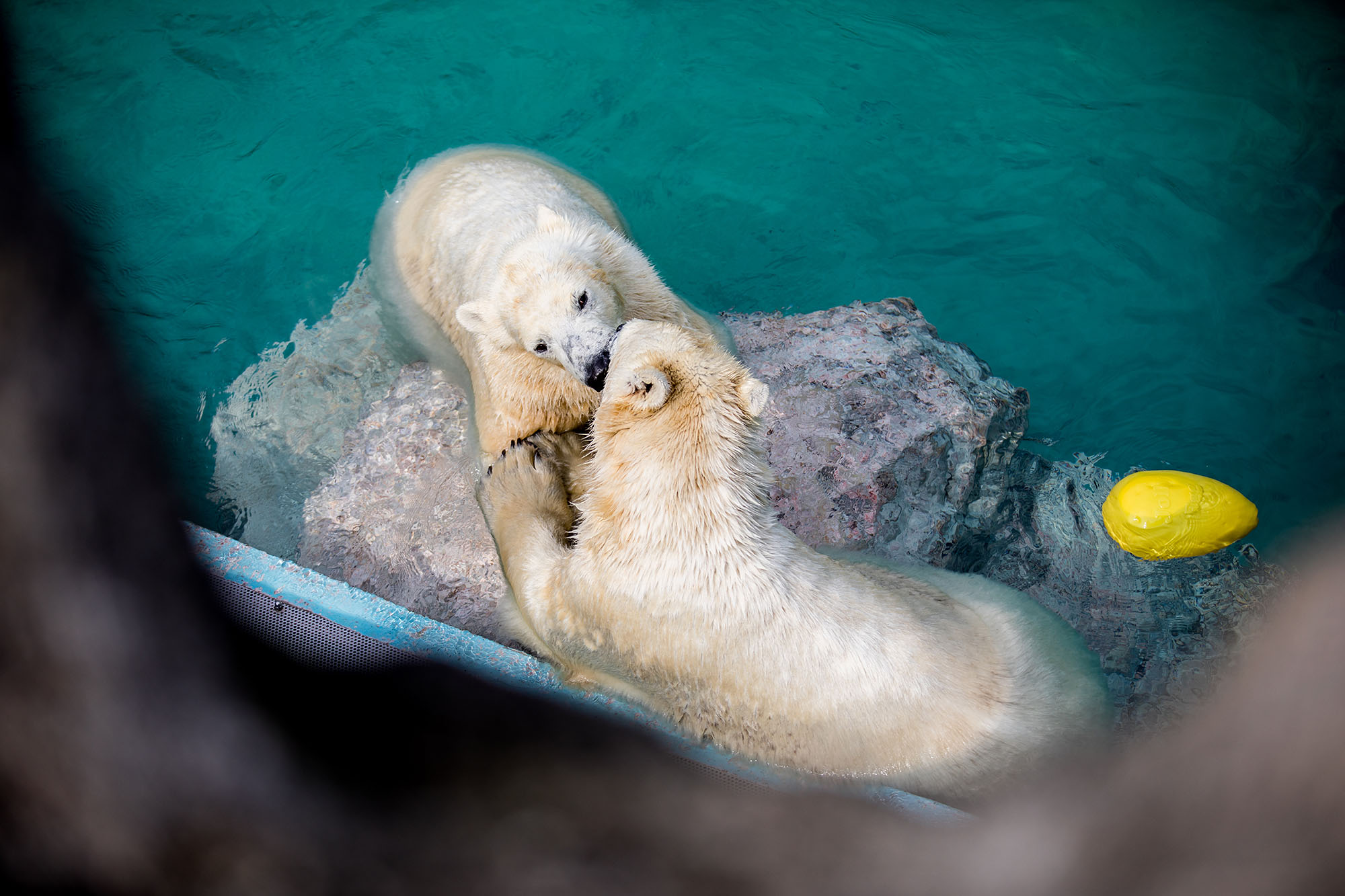 Összepuszilkodtak az Állatkert jegesmedvéi 5