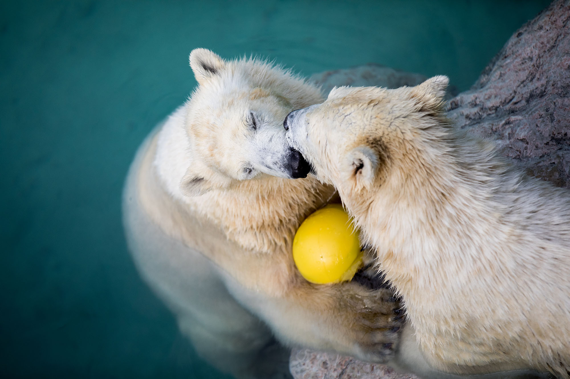 Összepuszilkodtak az Állatkert jegesmedvéi 4