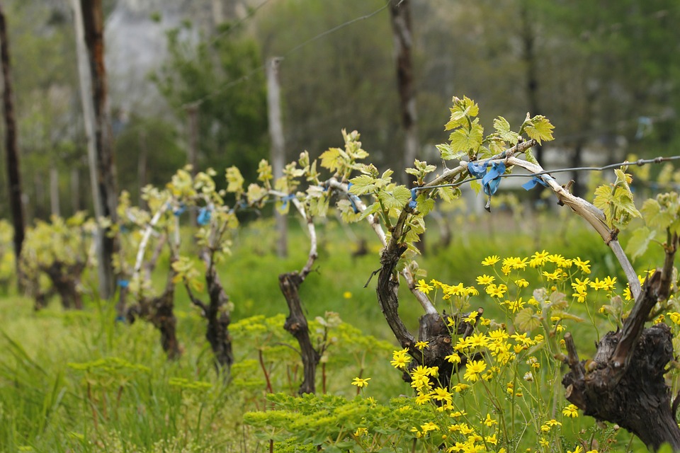 vineyard-spring
