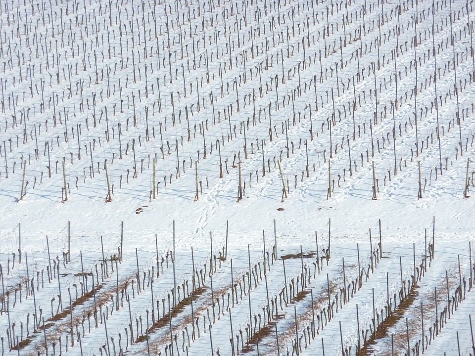 vineyard-winter