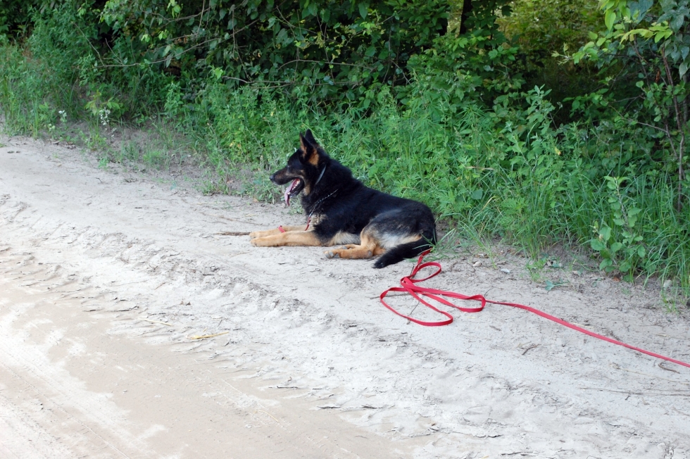 A keresésben egy nyomkövető kutya is segített. Fotó: police.hu